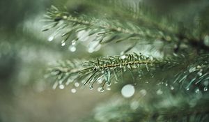 Preview wallpaper spruce, branch, drops, macro, needles, plant