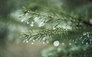 Preview wallpaper spruce, branch, drops, macro, needles, plant