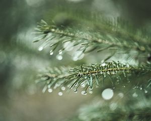 Preview wallpaper spruce, branch, drops, macro, needles, plant