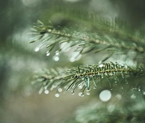 Preview wallpaper spruce, branch, drops, macro, needles, plant