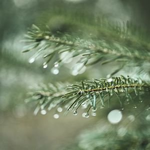 Preview wallpaper spruce, branch, drops, macro, needles, plant