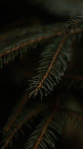 Preview wallpaper spruce, branch, drops, macro