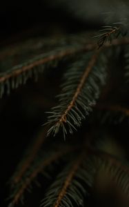 Preview wallpaper spruce, branch, drops, macro