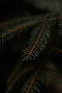 Preview wallpaper spruce, branch, drops, macro