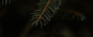 Preview wallpaper spruce, branch, drops, macro