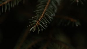 Preview wallpaper spruce, branch, drops, macro