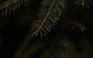 Preview wallpaper spruce, branch, drops, macro