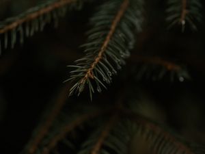 Preview wallpaper spruce, branch, drops, macro