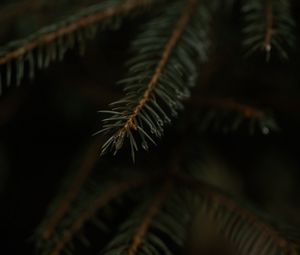 Preview wallpaper spruce, branch, drops, macro