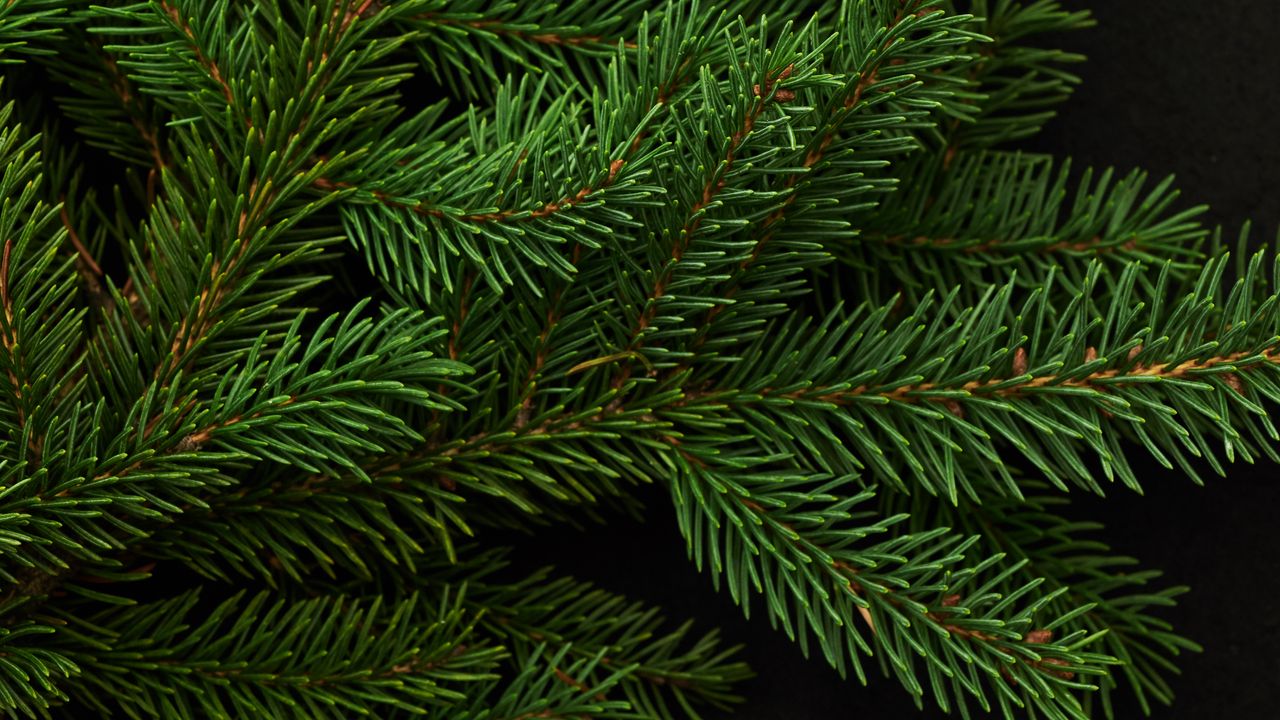 Wallpaper spruce, branch, green, needles