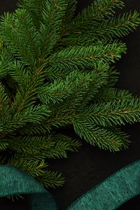 Preview wallpaper spruce, branch, green, needles