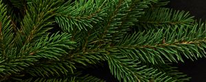 Preview wallpaper spruce, branch, green, needles