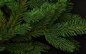 Preview wallpaper spruce, branch, green, needles