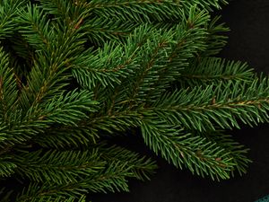Preview wallpaper spruce, branch, green, needles