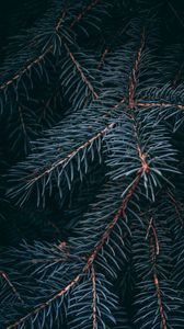 Preview wallpaper spruce, branch, macro, needles
