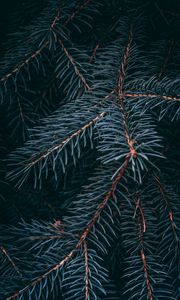 Preview wallpaper spruce, branch, macro, needles