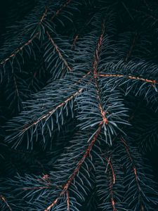 Preview wallpaper spruce, branch, macro, needles