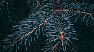 Preview wallpaper spruce, branch, macro, needles