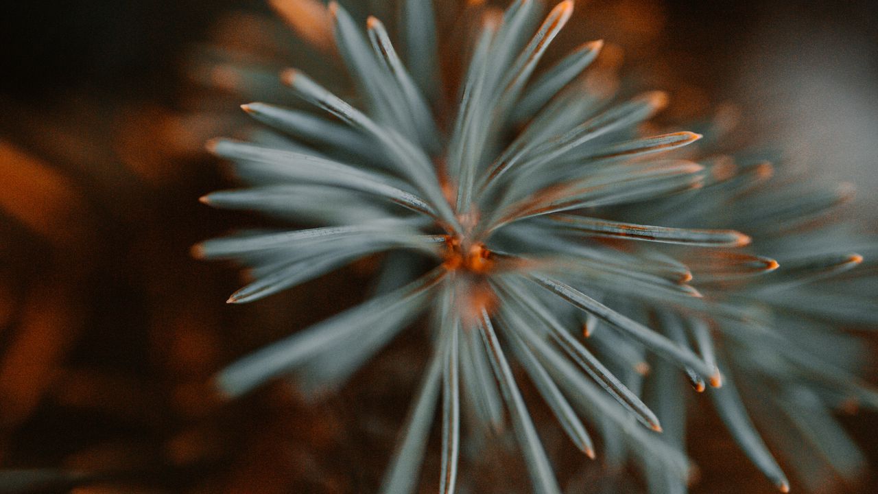 Wallpaper spruce, branch, macro, needles, green