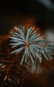 Preview wallpaper spruce, branch, macro, needles, green