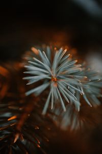 Preview wallpaper spruce, branch, macro, needles, green