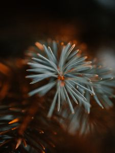 Preview wallpaper spruce, branch, macro, needles, green