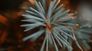 Preview wallpaper spruce, branch, macro, needles, green