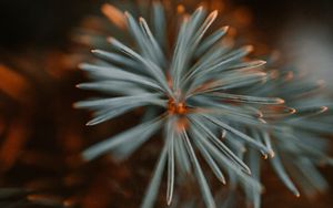 Preview wallpaper spruce, branch, macro, needles, green