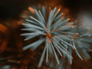 Preview wallpaper spruce, branch, macro, needles, green