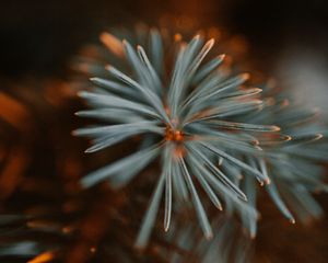 Preview wallpaper spruce, branch, macro, needles, green