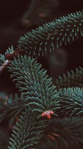 Preview wallpaper spruce, branch, needles, blur