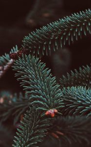 Preview wallpaper spruce, branch, needles, blur