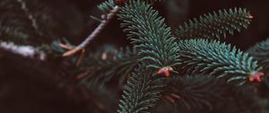 Preview wallpaper spruce, branch, needles, blur