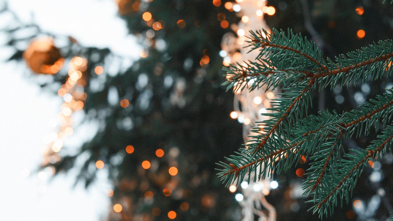 Wallpaper spruce, branch, needles, christmas, new year, glare