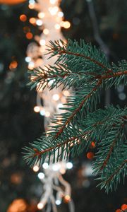 Preview wallpaper spruce, branch, needles, christmas, new year, glare