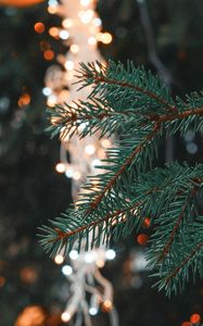 Preview wallpaper spruce, branch, needles, christmas, new year, glare