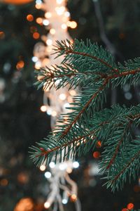Preview wallpaper spruce, branch, needles, christmas, new year, glare