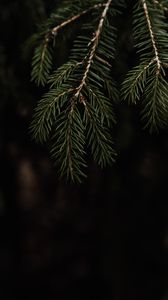 Preview wallpaper spruce, branch, needles