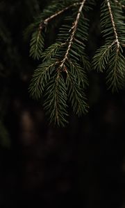 Preview wallpaper spruce, branch, needles