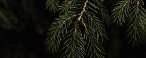 Preview wallpaper spruce, branch, needles