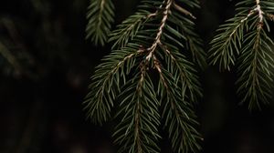 Preview wallpaper spruce, branch, needles