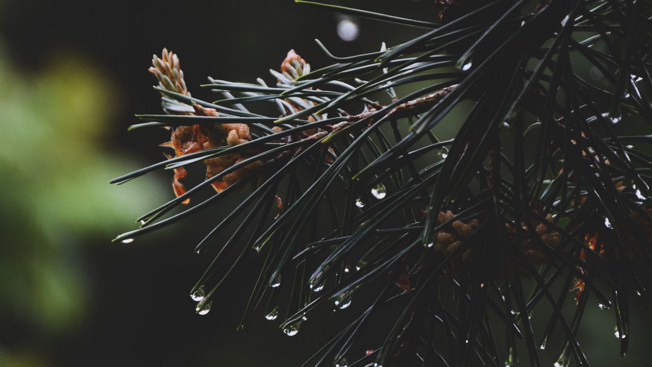 Wallpaper spruce, branch, needles, drops, water