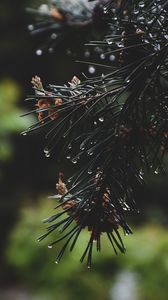 Preview wallpaper spruce, branch, needles, drops, water