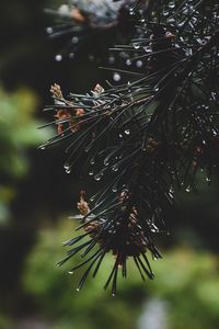 Preview wallpaper spruce, branch, needles, drops, water