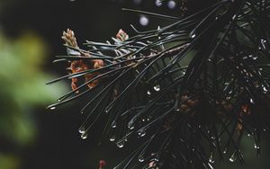 Preview wallpaper spruce, branch, needles, drops, water