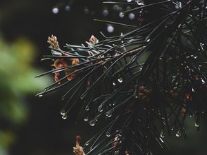 Preview wallpaper spruce, branch, needles, drops, water