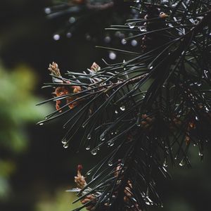 Preview wallpaper spruce, branch, needles, drops, water