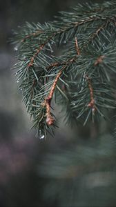 Preview wallpaper spruce, branch, needles, water, macro