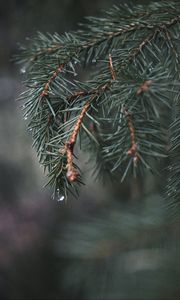 Preview wallpaper spruce, branch, needles, water, macro