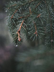 Preview wallpaper spruce, branch, needles, water, macro